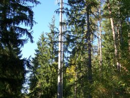 wildberg-001